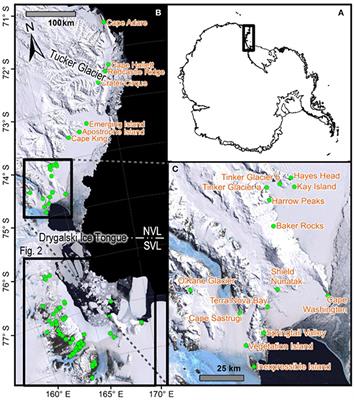 Spatial and Temporal Scales Matter When Assessing the Species and Genetic Diversity of Springtails (Collembola) in Antarctica